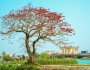 Những cây hoa gạo nở rộ - Thái Bình