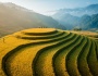 Mù Cang Chải cuối vụ…
